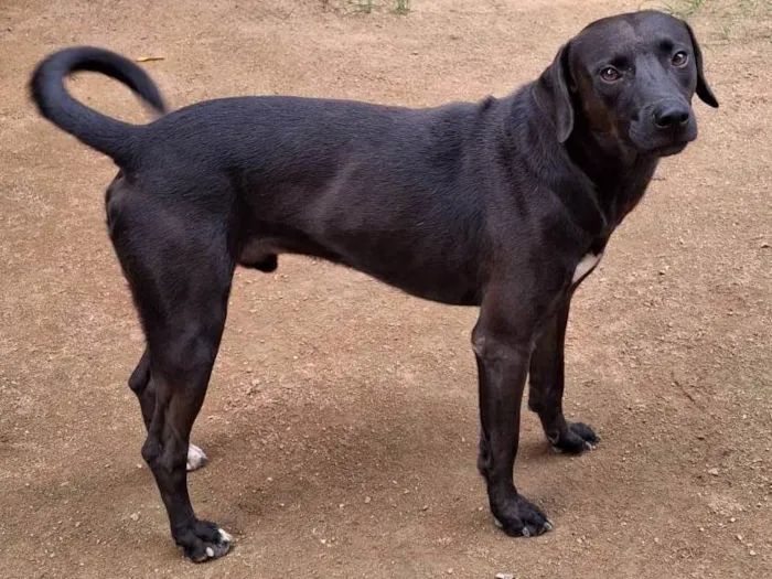 Cachorro ra a SRD-ViraLata idade 2 anos nome Montana