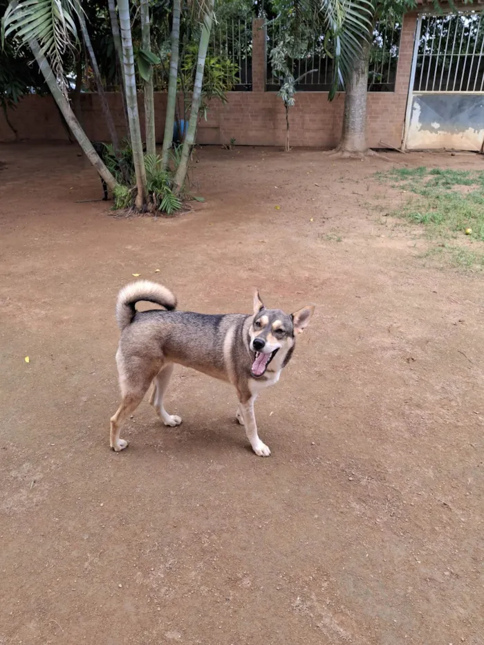 Cachorro ra a Pastor Alemão idade 2 anos nome Móllie