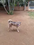 Móllie