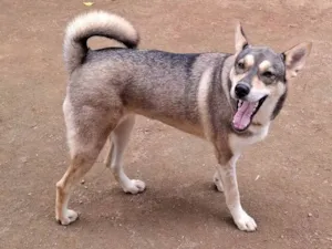 Cachorro raça Pastor Alemão idade 2 anos nome Móllie