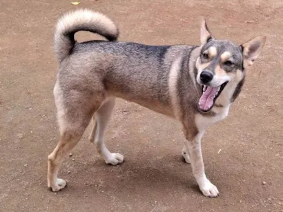 Cachorro raça Pastor Alemão idade 2 anos nome Móllie