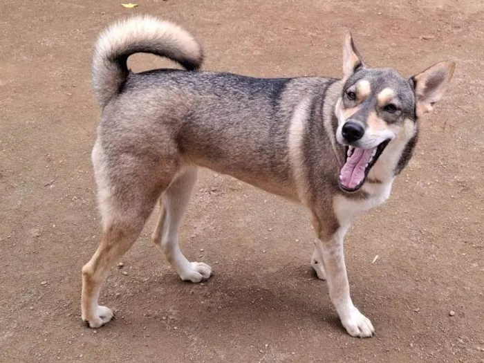 Cachorro ra a Pastor Alemão idade 2 anos nome Móllie