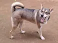 Móllie