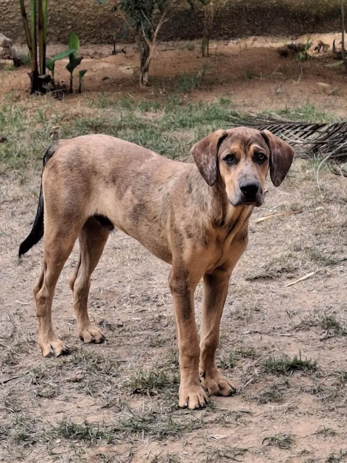 Cachorro ra a SRD-ViraLata idade 1 ano nome Barney