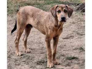 Cachorro raça SRD-ViraLata idade 1 ano nome Barney