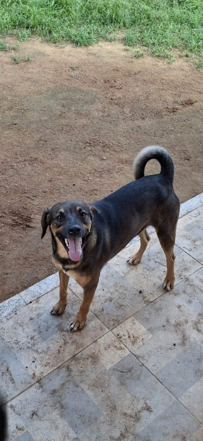 Cachorro ra a SRD-ViraLata idade 2 anos nome Luis Pelota (Pepê)