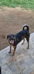 Luis Pelota (Pepê)