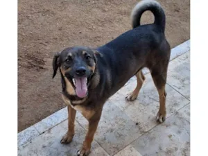 Cachorro raça SRD-ViraLata idade 2 anos nome Luis Pelota (Pepê)