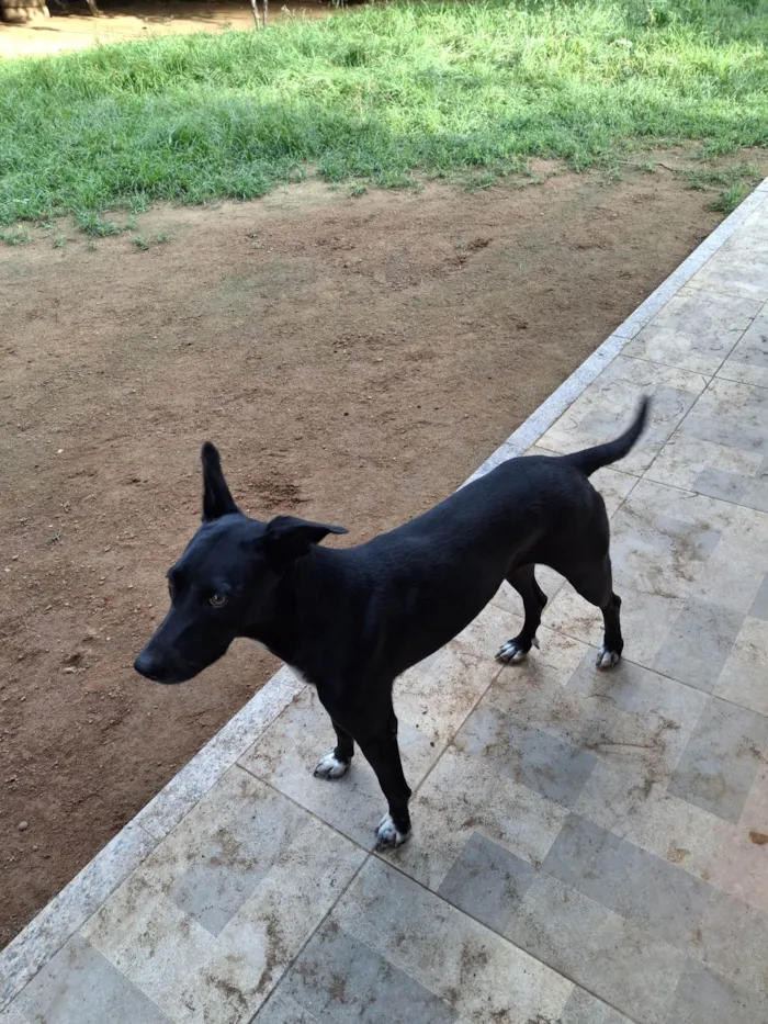 Cachorro ra a SRD-ViraLata idade 3 anos nome Ameixa