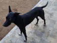 Ameixa