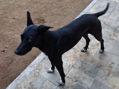 Cachorro raça SRD-ViraLata idade 3 anos nome Ameixa