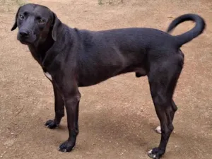 Cachorro raça SRD-ViraLata idade 2 anos nome Montana