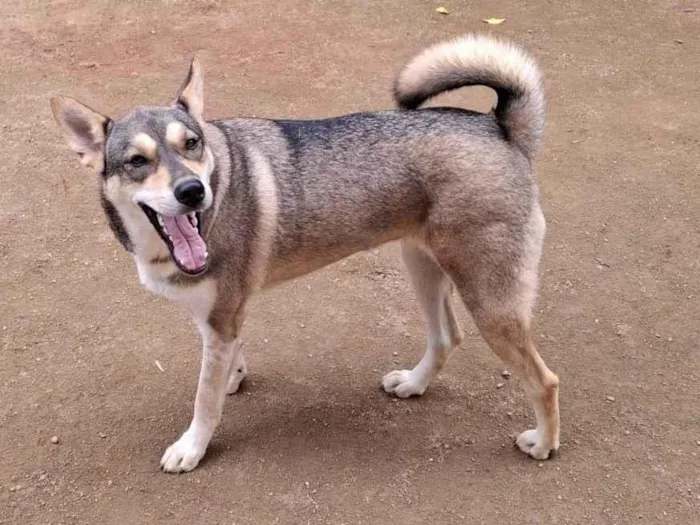Cachorro ra a Pastor Alemão idade 2 anos nome Móllie