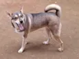 Móllie