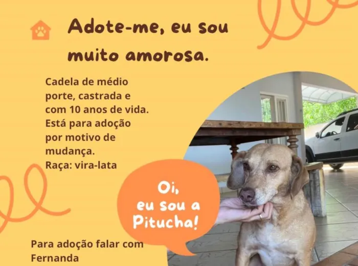 Cachorro ra a SRD-ViraLata idade 6 ou mais anos nome Pitucha