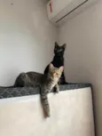 capucha e mel