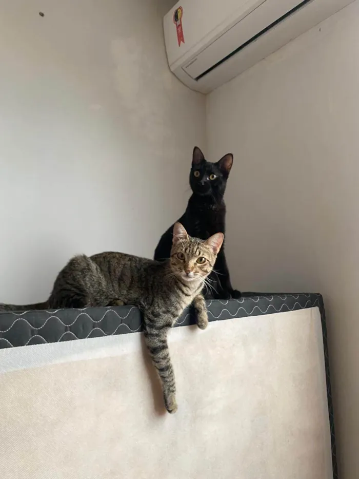 Gato ra a SRD-ViraLata idade 7 a 11 meses nome capucha e mel