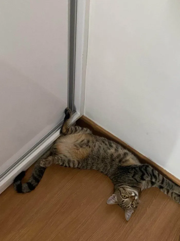 Gato ra a SRD-ViraLata idade 7 a 11 meses nome capucha e mel