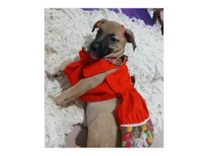 Cachorro raça SRD-ViraLata idade 2 a 6 meses nome Belinha
