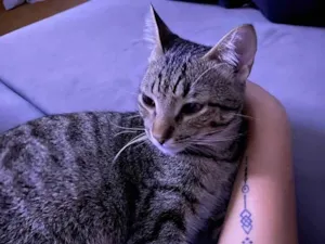 Gato raça SRD-ViraLata idade 7 a 11 meses nome capucha e mel