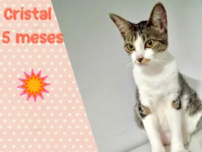 Gato raça SRD-ViraLata idade 2 a 6 meses nome Cristal 