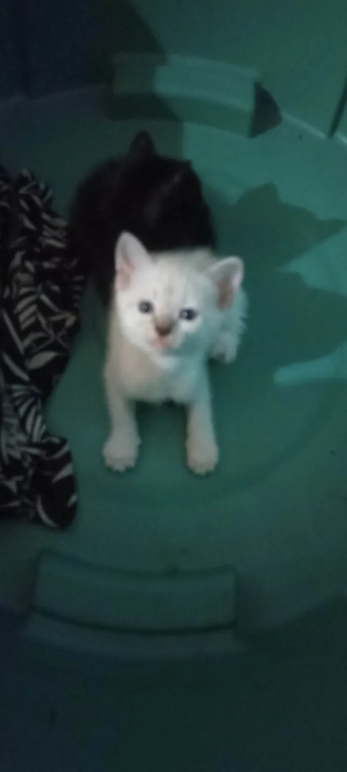 Gato ra a Siamês idade 2 a 6 meses nome Sem nome 