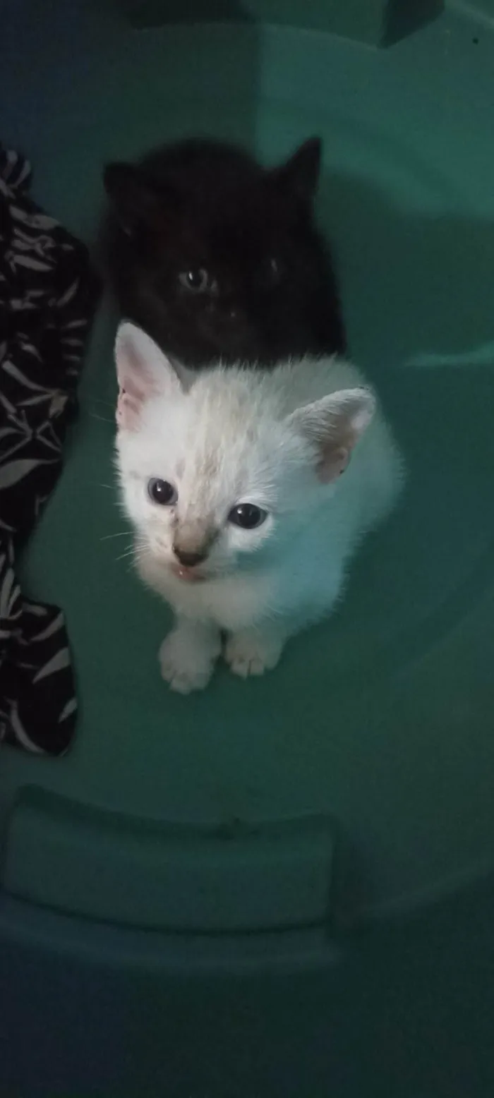 Gato ra a Siamês idade 2 a 6 meses nome Sem nome 