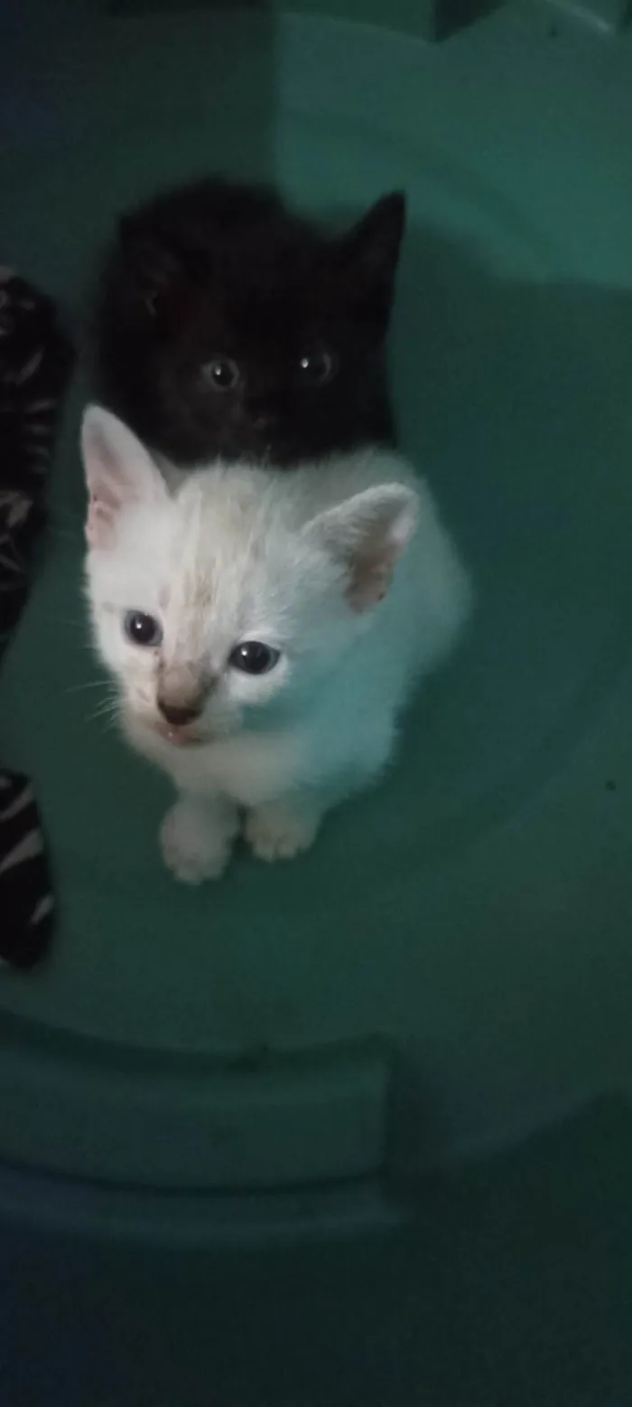 Gato ra a Siamês idade 2 a 6 meses nome Sem nome 