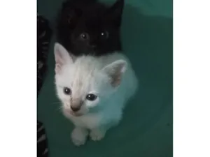 Gato raça Siamês idade 2 a 6 meses nome Sem nome 