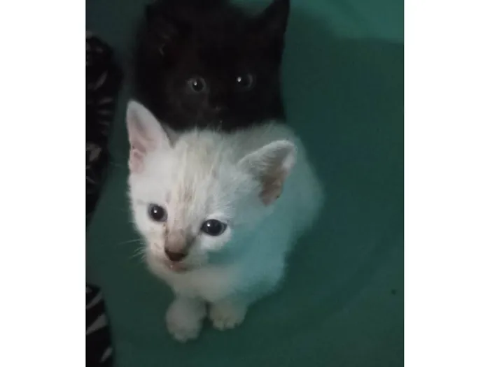 Gato ra a Siamês idade 2 a 6 meses nome Sem nome 