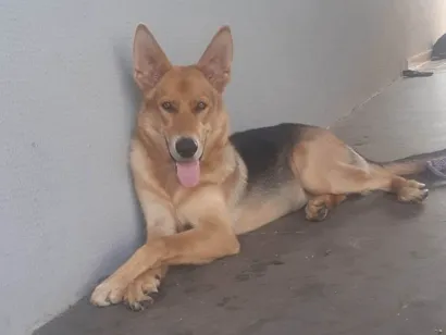 Cachorro raça Pastor Alemão idade 2 anos nome Logan