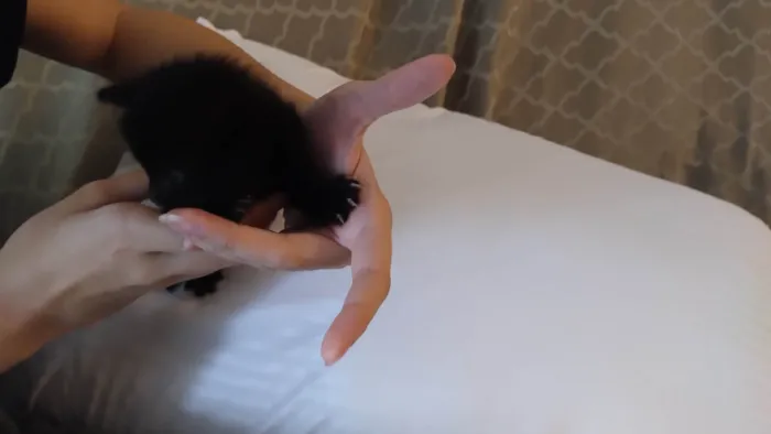 Gato ra a SRD-ViraLata idade 2 a 6 meses nome Luna e misti