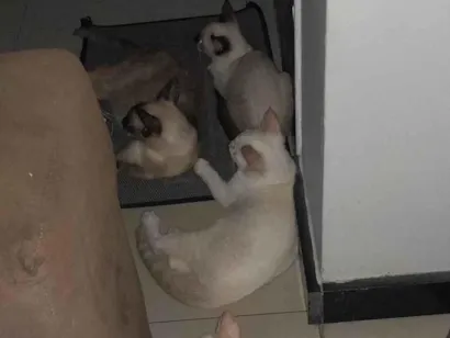 Gato raça Siamês idade 2 a 6 meses nome Creminho 