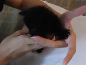 Gato raça SRD-ViraLata idade 2 a 6 meses nome Luna e misti