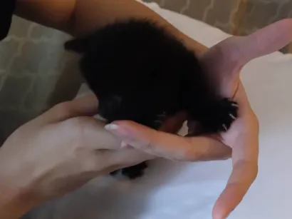 Gato raça SRD-ViraLata idade 2 a 6 meses nome Luna e misti