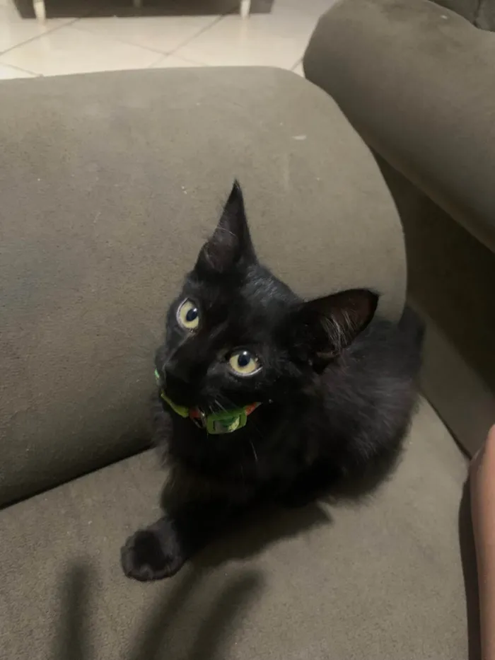 Gato ra a Angorá idade Abaixo de 2 meses nome Carla alves
