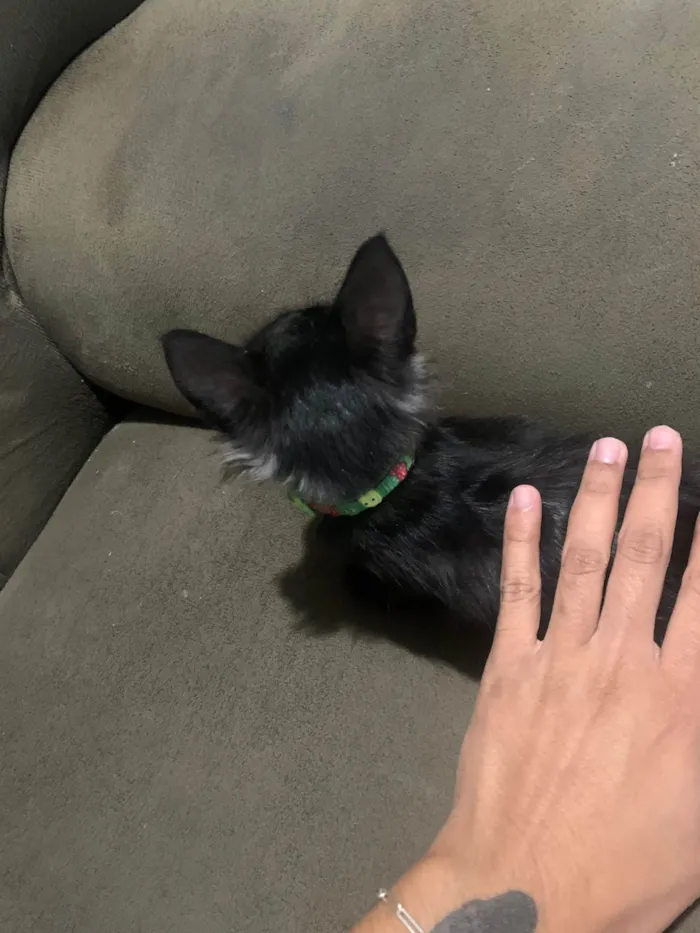 Gato ra a Angorá idade Abaixo de 2 meses nome Carla alves