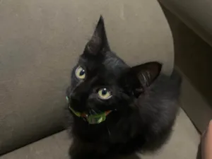 Gato raça Angorá idade Abaixo de 2 meses nome Carla alves