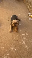 Tadeu