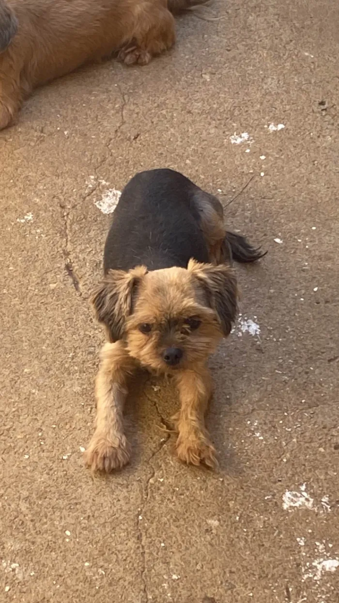 Cachorro ra a Yorkshire idade 6 ou mais anos nome Tadeu