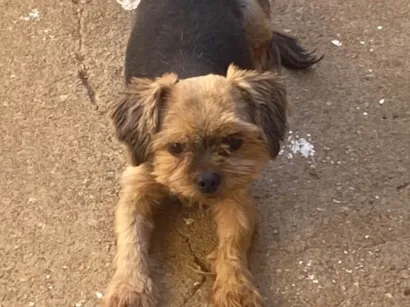 Cachorro raça Yorkshire idade 6 ou mais anos nome Tadeu