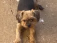Tadeu