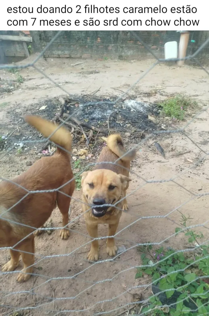Cachorro ra a Chow Chow idade 7 a 11 meses nome ralph