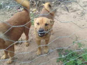 Cachorro raça Chow Chow idade 7 a 11 meses nome ralph