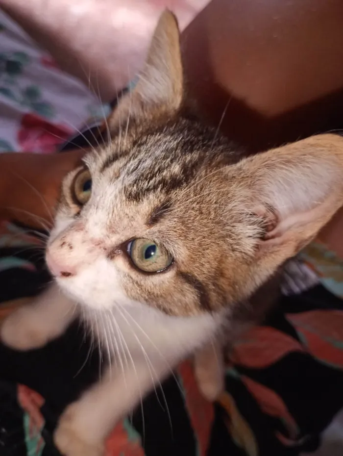 Gato ra a Não identificado  idade 2 a 6 meses nome Gato filhote