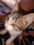 Gato filhote