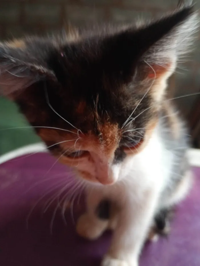 Gato ra a Não identificado  idade 2 a 6 meses nome Gato filhote 