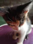Gato filhote