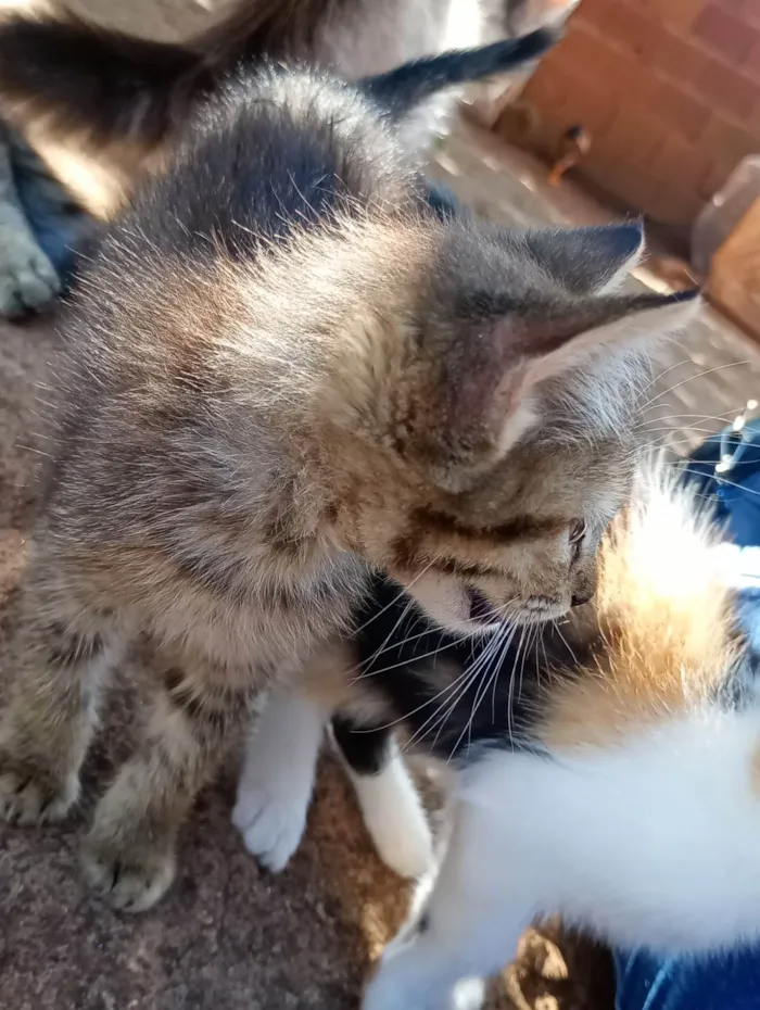 Gato ra a SRD-ViraLata idade 2 a 6 meses nome Gato filhote 
