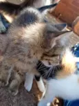 Gato filhote